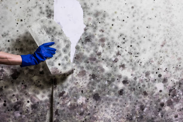 Trusted Wamego, KS Mold Remediation Experts