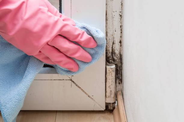 Best Emergency Mold Remediation in Wamego, KS